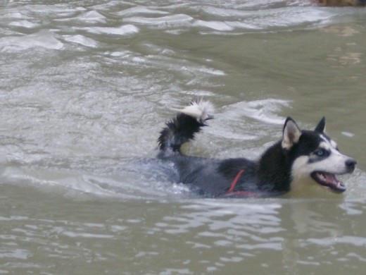 Ahora esta Jenna nadando en la represa de calabozo, no come de nada , a penas vio el agua y chupulon se lanzo de una vez.